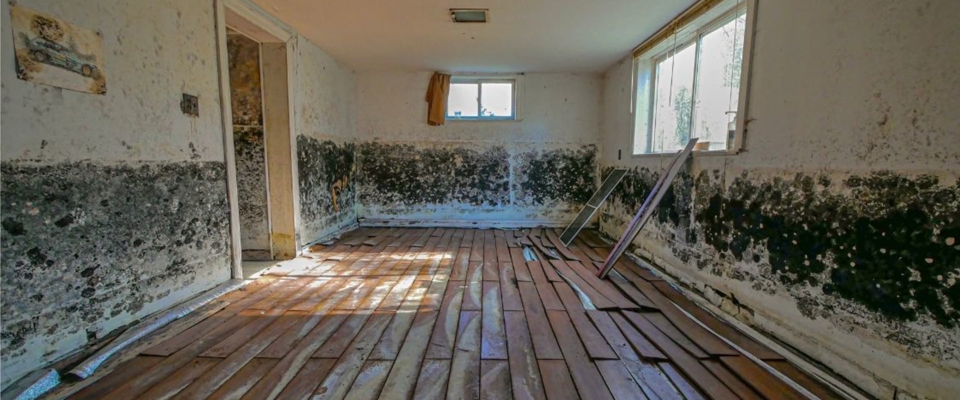 Uncover Hidden Mold Before Building Repair in St. Petersburg, FL